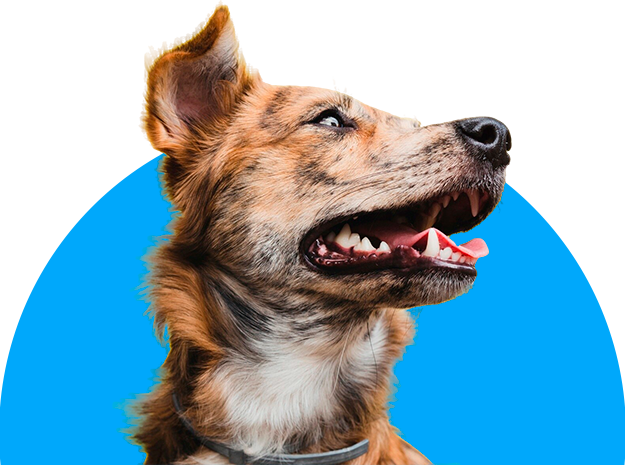 Hospital Veterinario Costa del Sol
