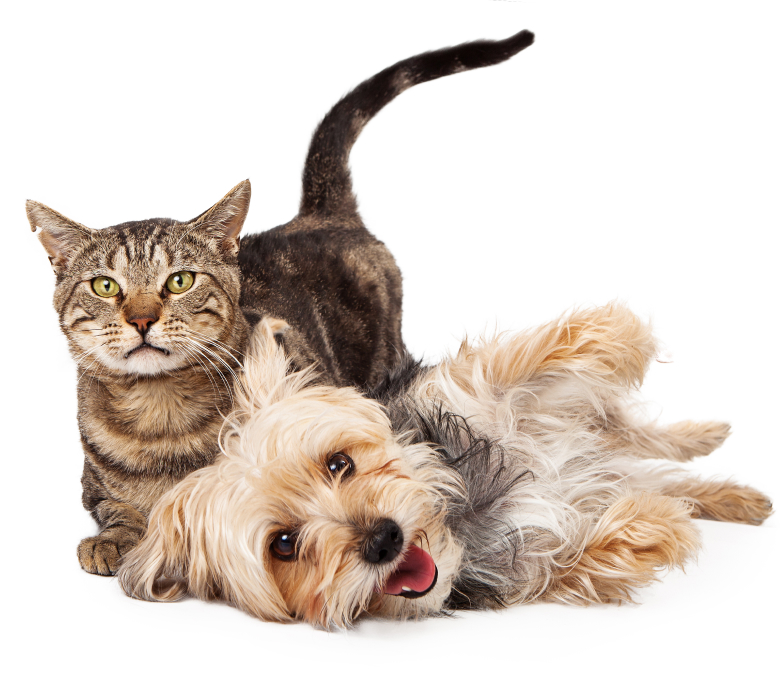 Gato y Perro