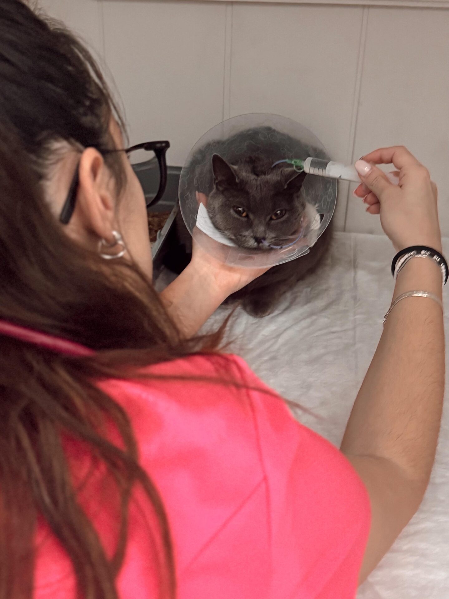 Hospitalizacion veterinaria