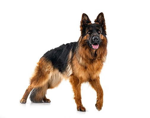 Especialidades externas veterinarias