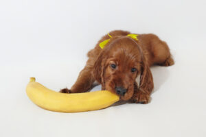 frutas aptas para perros