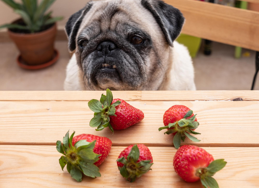 frutas aptas para perros