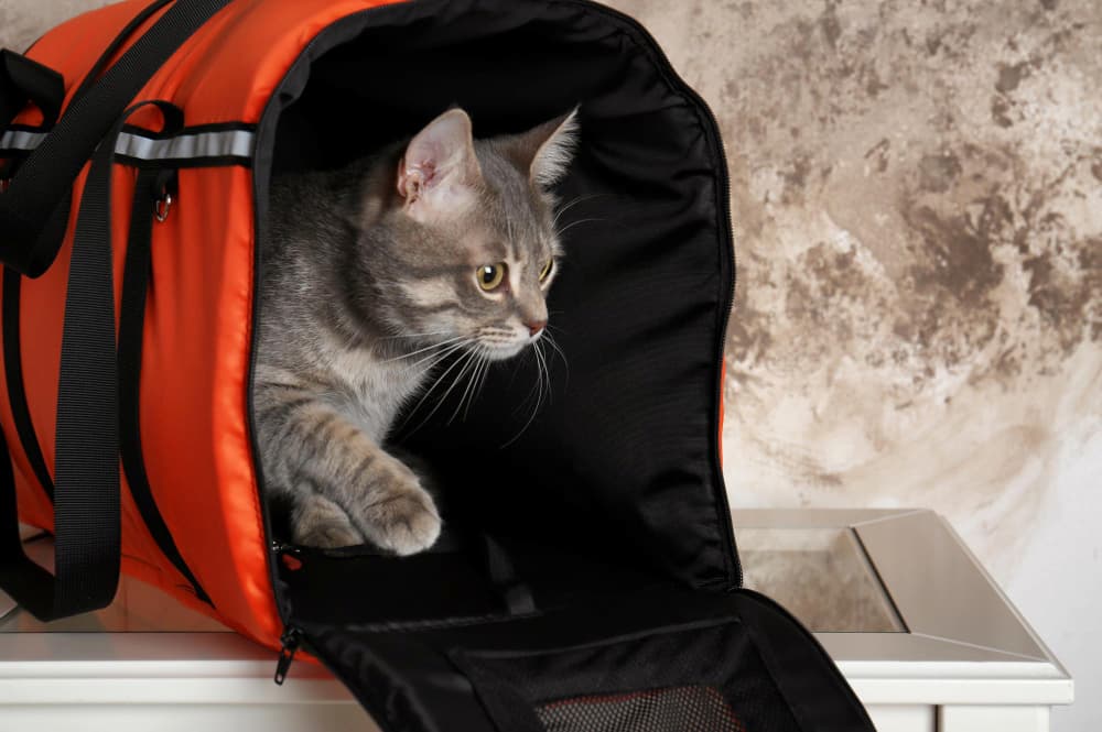 bolsa primordial gatos