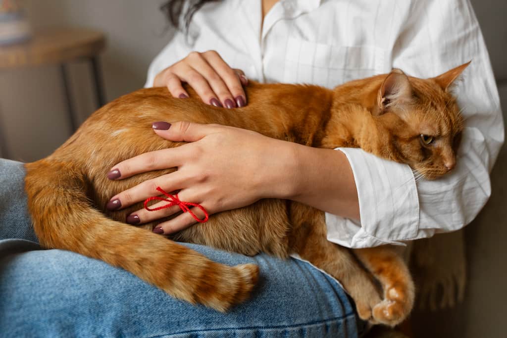 toxoplasmosis en gatos